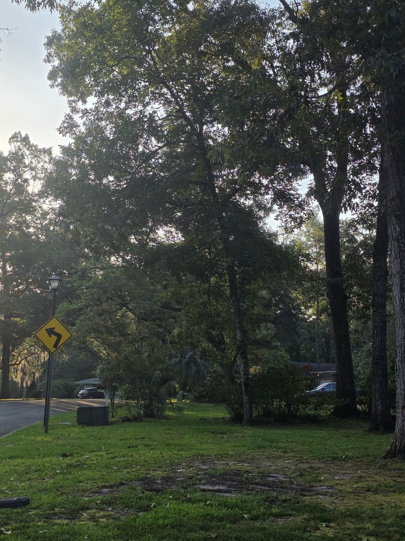 Mature roadside trees before selective clearing work
