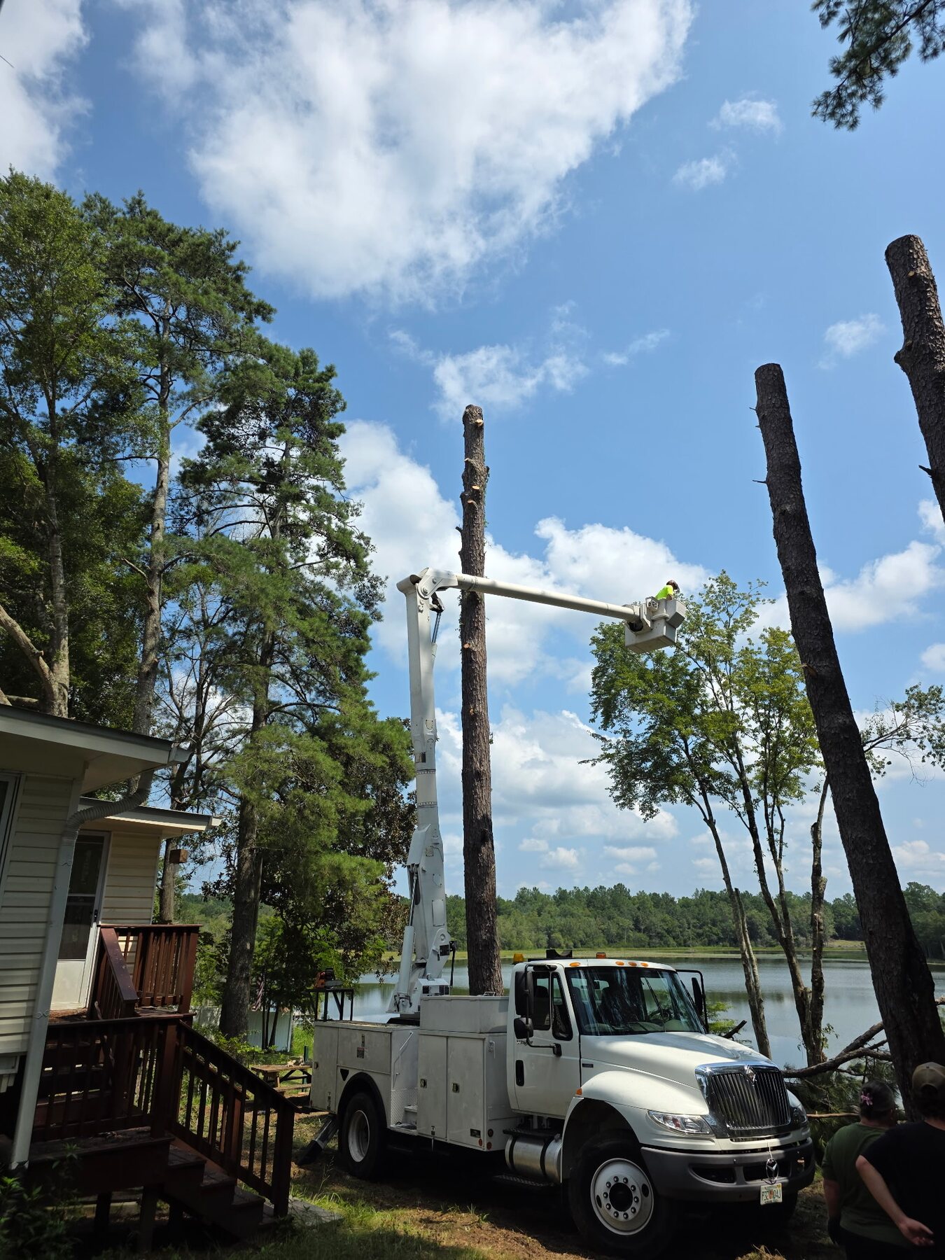 H&L bucket truck removing tall lakeside pines