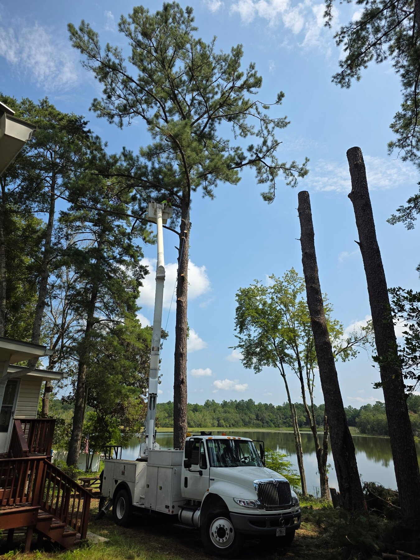 H&L bucket crew dismantling tall pines beside a lake
