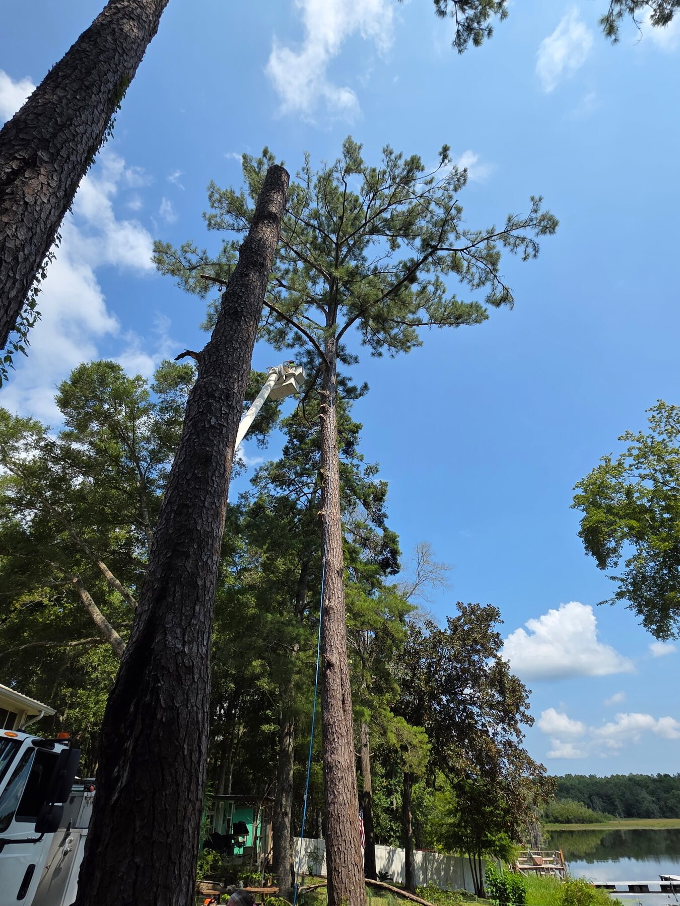 H&L bucket operator removing the upper section of a tall pine